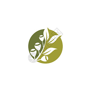 桉树叶标志矢量模板叶子插图草药标识植物绿色绿叶防腐剂生态植物学背景图片