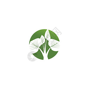 叶生态标志模板矢量符号自然植物生活插图环境叶子绿色网络白色背景图片
