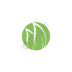 桉树叶标志矢量模板植物绿叶标识桉树生态防腐剂植物学插图叶子草药背景图片