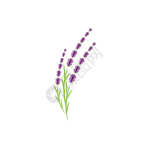 薰衣草 Logo 模板矢量符号紫色植物疗法芳香花束叶子香气草本植物草本白色背景图片