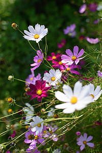 双羽属花床上的科斯米花草地风景昆虫宇宙树叶背景场地景观植物花瓣背景