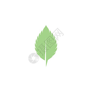 薄荷叶平面矢量颜色 ico标识绿色艺术草本植物薄荷白色插图草本植物叶子背景图片