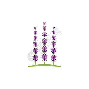薰衣草 Logo 模板矢量符号花园白色香气叶子花束草本植物疗法芳香植物草本背景图片