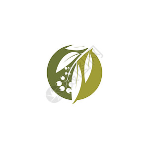 桉树叶标志矢量模板绿叶绿色桉树植物叶子草药防腐剂植物学生态插图背景图片