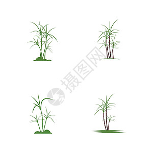 甘蔗树甘蔗标志模板矢量符号集产品食物横幅标识叶子颗粒状收成贴纸生物棕榈插画