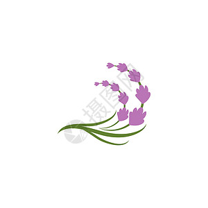 薰衣草 Logo 模板矢量符号疗法花园花束草本白色植物叶子香气紫色芳香背景图片