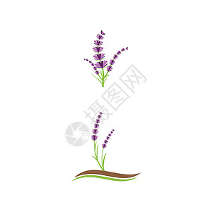 薰衣草 Logo 模板矢量符号疗法草本芳香植物香气花束叶子草本植物白色花园背景图片