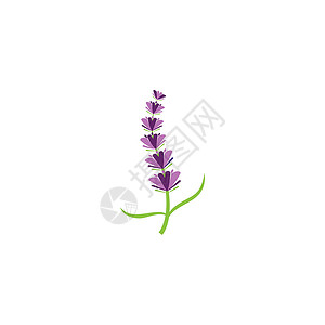 薰衣草 Logo 模板矢量符号香气白色紫色疗法芳香花园草本植物植物草本叶子背景图片