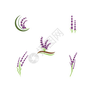 设置薰衣草徽标模板 vecto疗法白色紫色叶子花束植物花园香气草本草本植物背景图片