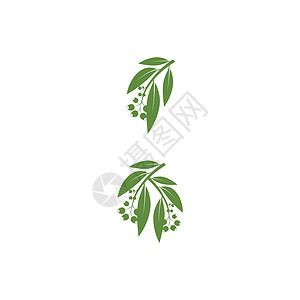 桉树叶标志矢量模板绿叶标识植物学桉树绿色植物防腐剂插图生态叶子背景图片