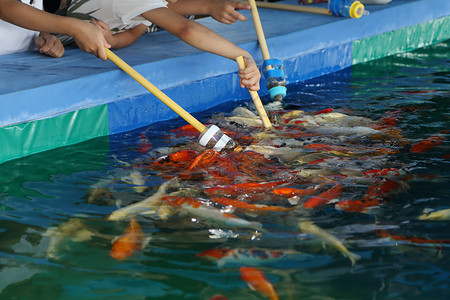 日本男孩节鲤鱼野生动物爱好高清图片