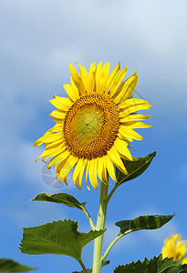 与蓝天的向日葵活力花瓣乡村季节天空场景花粉植物学场地太阳背景图片