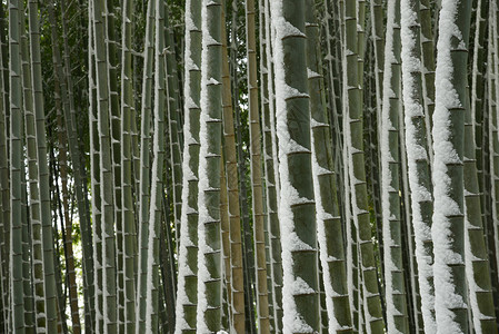 雪竹雪中竹木林地标植物花园绿色白色冻结旅游竹子背景