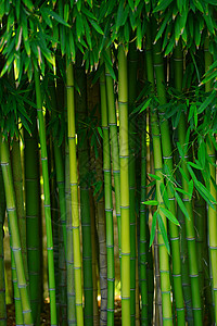 绿竹子丛林森林生长公园热带花园树林绿色叶子生活背景图片