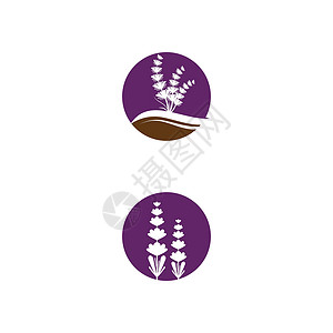 薰衣草 Logo 模板矢量符号叶子疗法花园植物紫色草本植物白色花束草本芳香背景图片