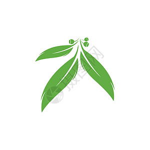 绿色水瓶标志桉树叶标志矢量模板设计植物香气叶子生态标识桉树草药防腐剂绿色植物学插画