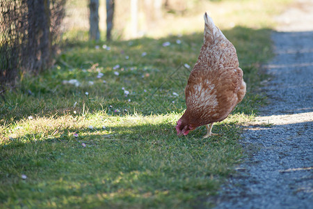吃食物的鸡喂养篮子高清图片
