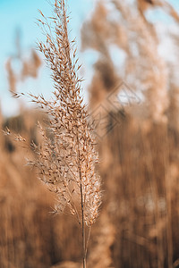 潘帕斯草 干米色芦苇 抽象的自然背景 柔和的中性色彩 大地色调 美丽的自然潮流装饰植物群宏观海报中性色天空草地场地农业芦苇花乡村背景图片