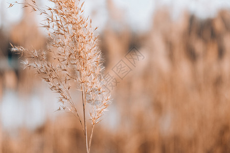 潘帕斯草 干米色芦苇 抽象的自然背景 柔和的中性色彩 大地色调 美丽的自然潮流装饰设计植物群博客草本植物草地乡村干草场地中性色天背景图片