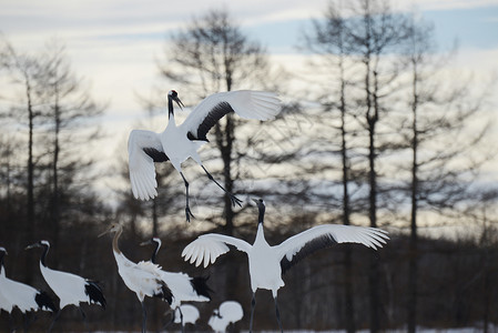 日本起重机红色红冠鸟类黑色白色夫妻动物季节野生动物荒野背景图片