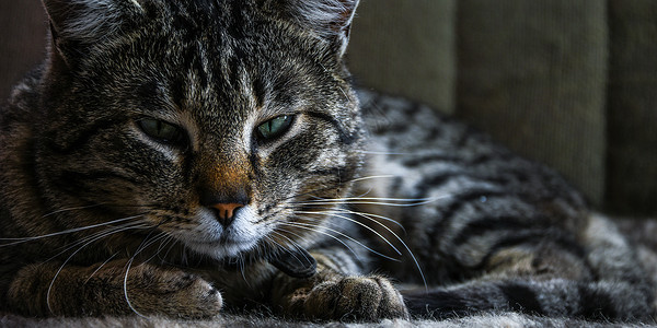 家居黑棕猫和绿眼猫的近身肖像 绿色眼睛的近相高清图片