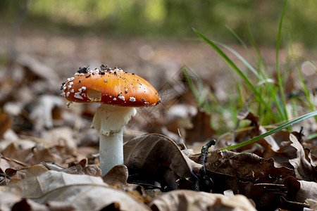 林性有毒的不可食食用蘑菇 具有森林性质魔法季节伞菌菌类危险毒蝇植物侏儒宏观生物学背景图片