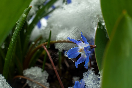 红花倒水莲2020年3月22日初春花和下雪植物学蓝色植物群森林花园宏观季节花瓣植物红花背景