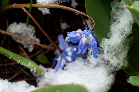 2020年3月22日初春花和下雪花园花瓣季节植物学野花脆弱性植物叶子生长森林背景图片