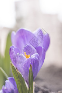2021年春花园的藏红花鳄鱼蓝色紫丁香季节草地植物群红花叶子花瓣植物生长背景图片