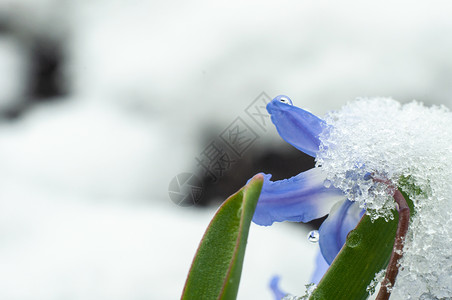 红花倒水莲2020年3月22日初春花和下雪叶子红花花园季节蓝色野花森林脆弱性生长植物群背景