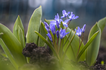 萤光白雪的光辉春春春花 紧贴的鲜花摄影花瓣绵毛季节紫色植物群宏观叶子灯泡甲壳虫花园背景