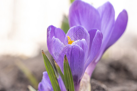 2021年春花园的藏红花鳄鱼叶子宏观植物紫丁香蓝色花园紫色季节晴天野花背景图片
