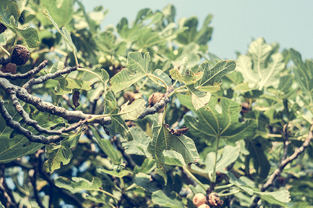 无花果树上带绿叶的无花果营养热带食物叶子情调蓝色园艺天空水果植物学背景图片