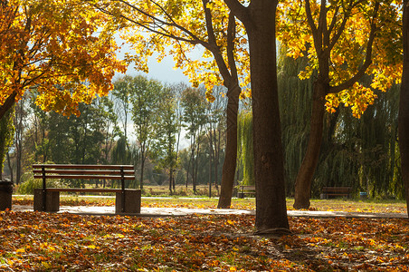 乌克兰2019 年 10 月 11 日 Colorfull 落树在罗斯河附近的小公园小路风景孤独花园橙子公园椅子城市树木场景背景图片