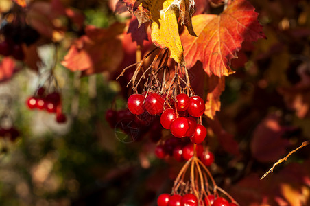 盖尔德玫瑰的红莓 维伯南 特端选择性焦点bokeh背景草本植物衬套叶子植物宏观水果浆果植物群饮食收成背景