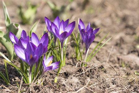 2021年春花园的藏红花鳄鱼花瓣野花蓝色公园植物群紫丁香草地紫色季节生长背景图片