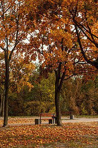 乌克兰2019 年 10 月 11 日 Colorfull 落树在罗斯河附近的小公园椅子风景孤独橙子树叶小路公园座位场景阳光背景图片