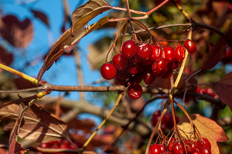 盖尔德玫瑰的红莓 维伯南 特端选择性焦点bokeh背景季节植物灌木水果草本植物森林宏观叶子收成食物背景