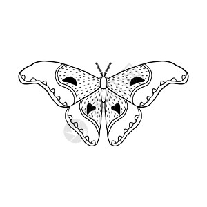 涂鸦风格的蝴蝶害虫装饰异国荒野翅膀野生动物白色黑色昆虫打印背景图片