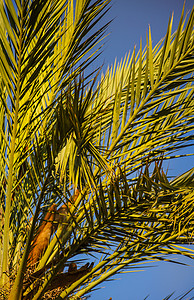 阳光中的棕榈树热带假期太阳棕榈旅游天空海岸蓝色旅行背景图片