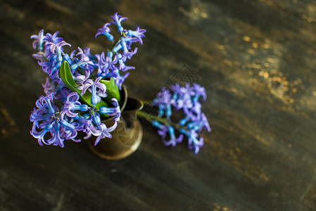 春季概念与hyacinth花朵荒野森林乡村蓝色背景图片