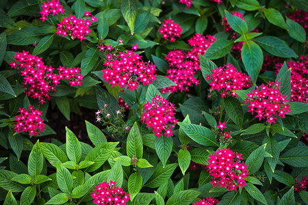 花园中的热带花朵植物粉色公园植物群晴天花瓣五角星背景图片