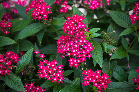 花园中的热带花朵植物五角星公园花瓣植物群晴天粉色图片