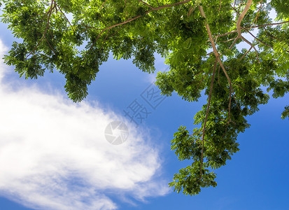 在雨树下仰望天空季节树叶绿色场景植物阳光白色太阳背景图片