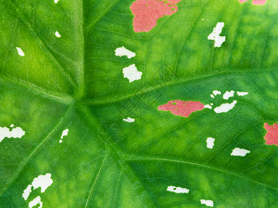 上的粉色和白色雀斑绿色双色生态植物植物学红色树叶背景图片