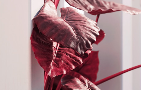 红叶 现代白色内地的植物装饰红色主义者极简季节树叶园艺花朵生活风格花园背景图片