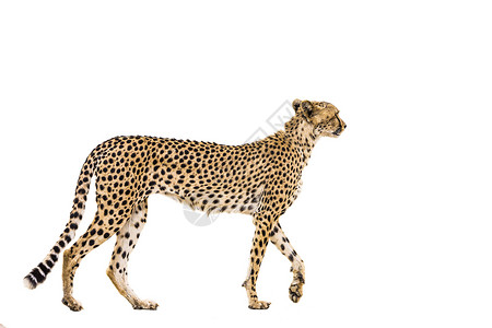 南非Kgalagadi跨界公园Cheetah保护区旅游画幅驱动野生动物猫科荒野摄影气候跨境背景