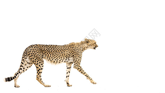 跨境电商banner南非Kgalagadi跨界公园Cheetah旅游保护区生物圈气候目的地跨境驱动画幅荒野游戏背景