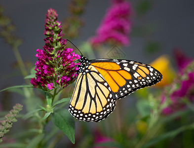 在花园里喂养美丽的君主蝴蝶宏观野生动物植物环境植物学漏洞昆虫橙子绿色紫色背景