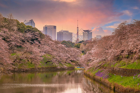 运河公园春季的公园与东京的sakura运河风景城市地标旅行日落樱花季节花园旅游背景